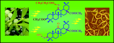 Graphical abstract: Anticancer effect of A-ring or/and C-ring modified oleanolic acid derivatives on KB, MCF-7 and HeLa cell lines