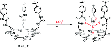 Graphical abstract: Selective recognition of sulfate ions by tripodal cyclic peptides functionalised with (thio)urea binding sites