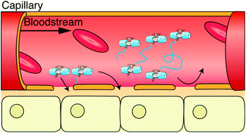 Graphical abstract: PEGylation of an artificial O2 and CO receptor: synthesis, characterisation and pharmacokinetic study