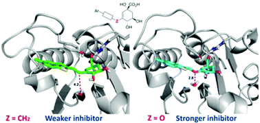 Graphical abstract: Synthesis of 3-alkyl enol mimics inhibitors of type II dehydroquinase: factors influencing their inhibition potency