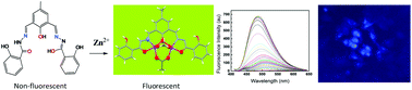 Graphical abstract: A highly selective and sensitive in vivo fluorosensor for zinc(ii) without cytotoxicity