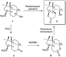 Graphical abstract: Biotransformation of clovane derivatives. Whole cell fungi mediated domino synthesis of rumphellclovane A