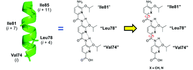 Graphical abstract: Relaxation of the rigid backbone of an oligoamide-foldamer-based α-helix mimetic: identification of potent Bcl-xL inhibitors