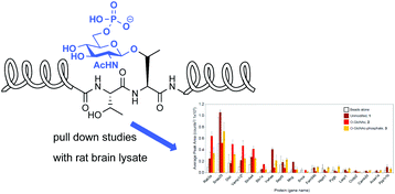 Graphical abstract: Synthesis and protein binding studies of a peptide fragment of clathrin assembly protein AP180 bearing an O-linked β-N-acetylglucosaminyl-6-phosphate modification