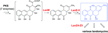 Graphical abstract: Elucidation of post-PKS tailoring steps involved in landomycin biosynthesis