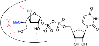 Graphical abstract: Synthetic UDP-galactofuranose analogs reveal critical enzyme–substrate interactions in GlfT2-catalyzed mycobacterial galactan assembly