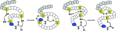 Graphical abstract: Selective thioether macrocyclization of peptides having the N-terminal 2-chloroacetyl group and competing two or three cysteine residues in translation