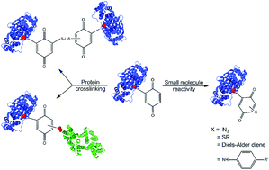 Graphical abstract: Site-specific crosslinking of annexin proteins by 1,4-benzoquinone: a novel crosslinker for the formation of protein dimers and diverse protein conjugates