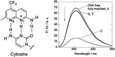 Graphical abstract: Highly selective binding of naphthyridine with a trifluoromethyl group to cytosine opposite an abasic site in DNA duplexes