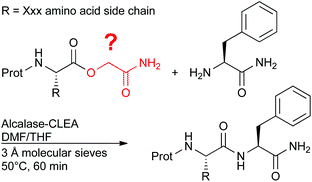 Graphical abstract: Improving the carboxyamidomethyl ester for subtilisin A-catalysed peptide synthesis