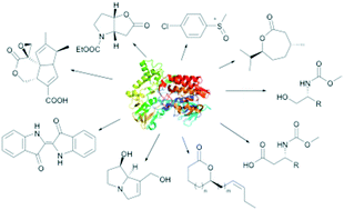 Graphical abstract: Discovery, application and protein engineering of Baeyer–Villiger monooxygenases for organic synthesis