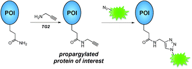 Graphical abstract: Site-specific protein propargylation using tissue transglutaminase