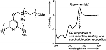 Graphical abstract: Formation of higher-order structures of chiral poly(ethynylpyridine)s depending on size, temperature, and saccharide recognition