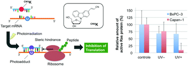 Graphical abstract: Quick regulation of mRNA functions by a few seconds of photoirradiation