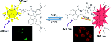 Graphical abstract: A highly selective fluorescence sensor for Tin (Sn4+) and its application in imaging live cells