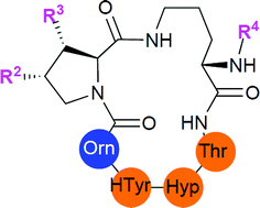 Graphical abstract: Mutual influence of backbone proline substitution and lipophilic tail character on the biological activity of simplified analogues of caspofungin