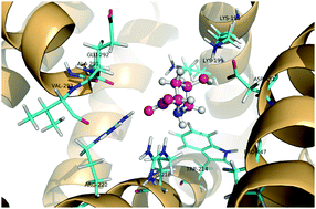 Graphical abstract: The binding affinity of amino acid–protein: hydroxyproline binding site I on human serum albumin