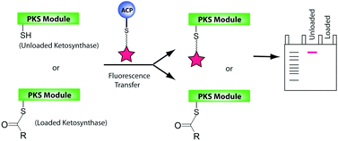 Graphical abstract: A mechanism-based fluorescence transfer assay for examining ketosynthase selectivity