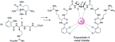 Graphical abstract: Synthesis and structure confirmation of fuscachelins A and B, structurally unique natural product siderophores from Thermobifida fusca