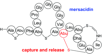 Graphical abstract: Identification and isolation of lantibiotics from culture: a bioorthogonal chemistry approach