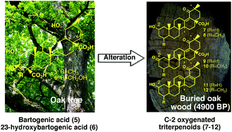 Graphical abstract: Triterpenoids functionalized at C-2 as diagenetic transformation products of 2,3-dioxygenated triterpenoids from higher plants in buried wood
