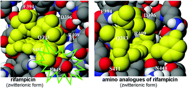 Graphical abstract: A new model of binding of rifampicin and its amino analogues as zwitterions to bacterial RNA polymerase