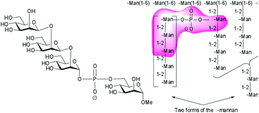 Graphical abstract: Synthesis of a Candida albicans tetrasaccharide spanning the β1,2-mannan phosphodiester α-mannan junction
