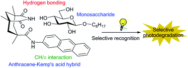 Graphical abstract: Carbohydrate recognition and photodegradation by an anthracene–Kemp's acid hybrid