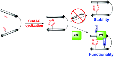 Graphical abstract: Positional effects of click cyclization on β-hairpin structure, stability, and function