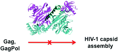 Graphical abstract: Escherichia coli LysU is a potential surrogate for human lysyl tRNA synthetase in interactions with the C-terminal domain of HIV-1 capsid protein