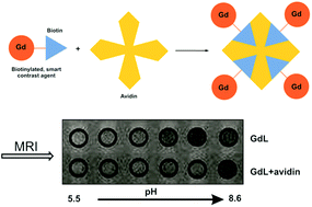 Graphical abstract: Synthesis and characterization of pH-sensitive, biotinylated MRI contrast agents and their conjugates with avidin