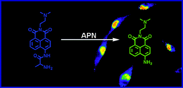 Graphical abstract: The first ratiometric fluorescent probes for aminopeptidase N cell imaging