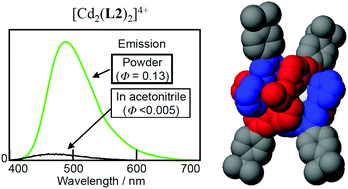 Graphical abstract: Propylamino-connected fluorescent terpyridine dimer and trimer: syntheses, photophysical properties and formation of duplex-type complexes with Cd(ii)