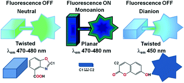 Graphical abstract: pH Induced dual “OFF–ON–OFF” switch: influence of a suitably placed carboxylic acid