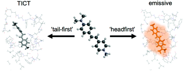 Graphical abstract: Fluorescent stilbazolium dyes as probes of the norepinephrine transporter: structural insights into substrate binding