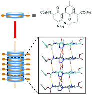 Graphical abstract: New cylindrical peptide assemblies defined by extended parallel β-sheets