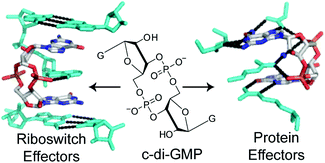 Graphical abstract: The bacterial second messenger c-di-GMP: probing interactions with protein and RNA binding partners using cyclic dinucleotide analogs