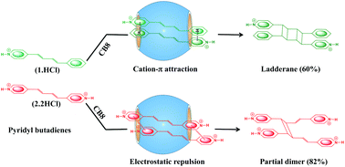 Graphical abstract: Regioselective photodimerization of pyridyl-butadienes within cucurbit[8]uril cavities