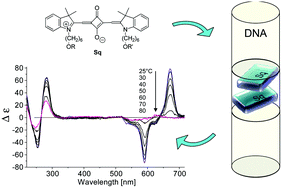 Graphical abstract: Synthesis and properties of squaraine-modified DNA