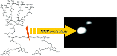 Graphical abstract: Integrin and matrix metalloprotease dual-targeting with an MMP substrate–RGD conjugate