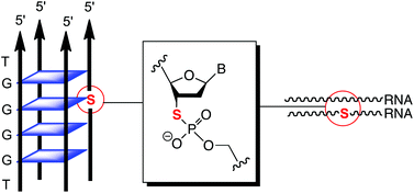 Graphical abstract: Thermal stabilisation of RNA·RNA duplexes and G-quadruplexes by phosphorothiolate linkages