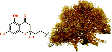 Graphical abstract: Spiralisones A–D: acylphloroglucinol hemiketals from an Australian marine brown alga, Zonaria spiralis