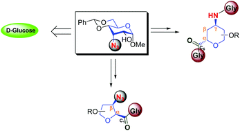 Graphical abstract: Synthesis of cyclically constrained sugar derived α/β- and α/γ-peptides