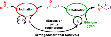 Graphical abstract: Synthesis of α-iodoketals from methyl ketones via sustainable and orthogonal tandem catalysis