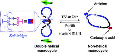Graphical abstract: Synthesis of helically twisted [1 + 1]macrocycles assisted by amidinium–carboxylate salt bridges and control of their chiroptical properties