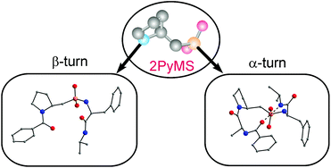 Graphical abstract: Conformational behaviour of peptides containing a 2-pyrrolidinemethanesulfonic acid (2PyMS) residue