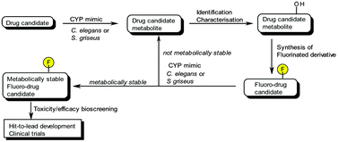 Graphical abstract: A convenient chemical-microbial method for developing fluorinated pharmaceuticals