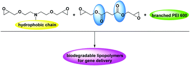 Graphical abstract: Low molecular weight PEI-based biodegradable lipopolymers as gene delivery vectors