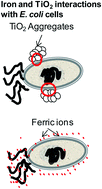 Graphical abstract: The detrimental influence of bacteria (E. coli, Shigella and Salmonella) on the degradation of organic compounds (and vice versa) in TiO2 photocatalysis and near-neutral photo-Fenton processes under simulated solar light