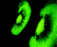 Graphical abstract: Modelling chlorophyll fluorescence of kiwi fruit (Actinidia deliciosa)
